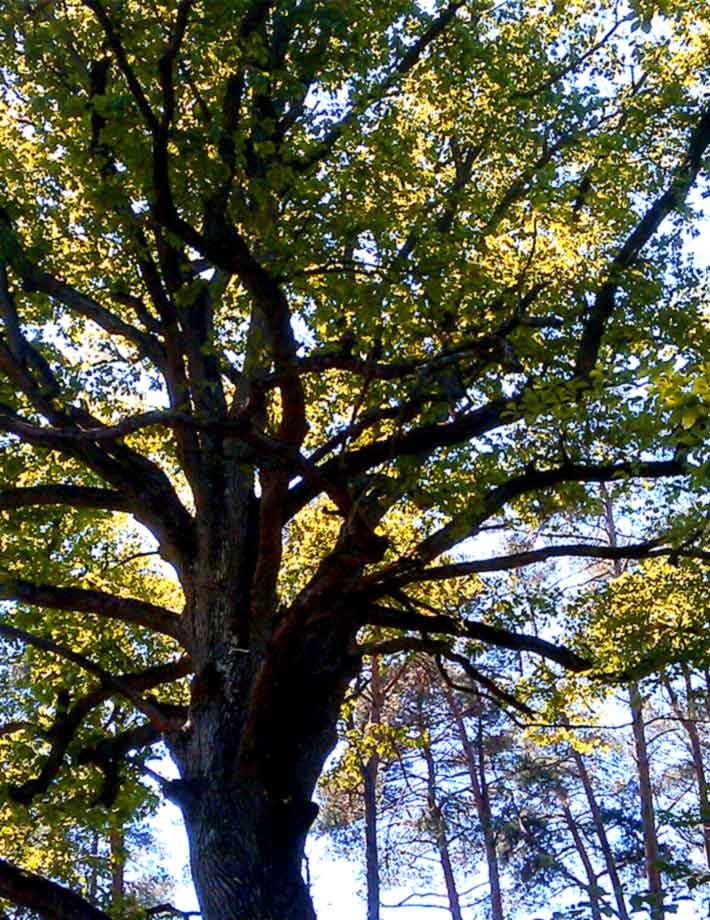 France Chêne s’engage