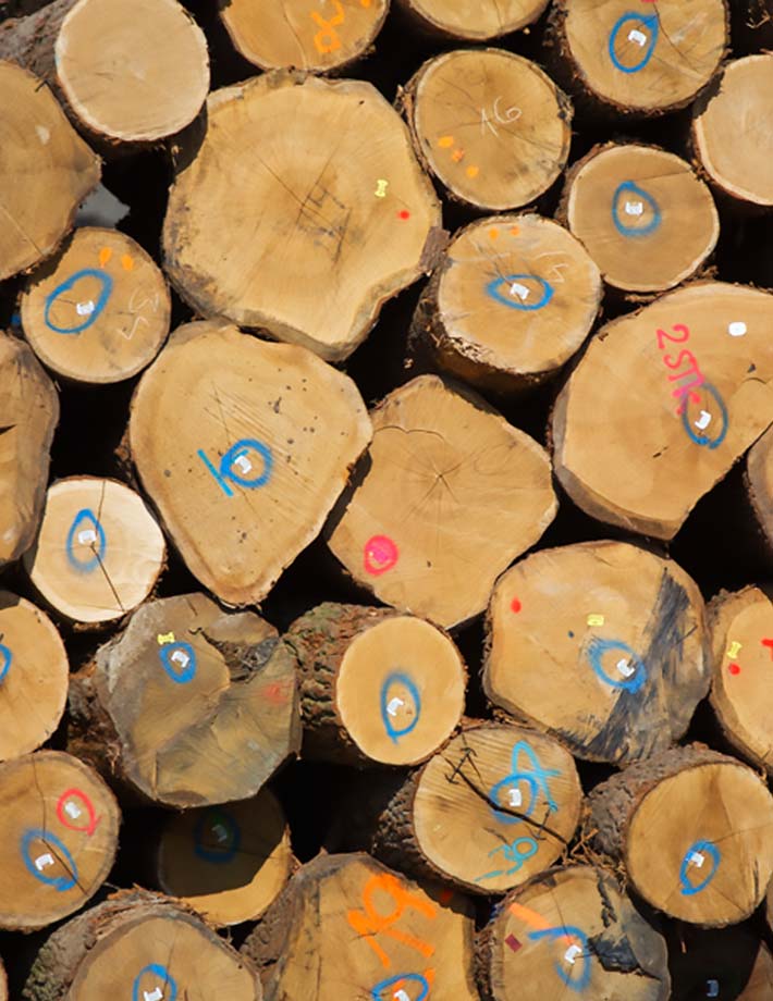 La forêt Française